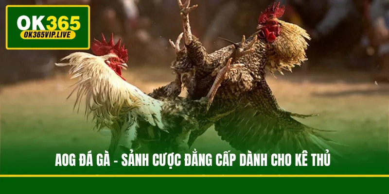 AOG Đá Gà - Sảnh Cược Đẳng Cấp Dành Cho Kê Thủ
