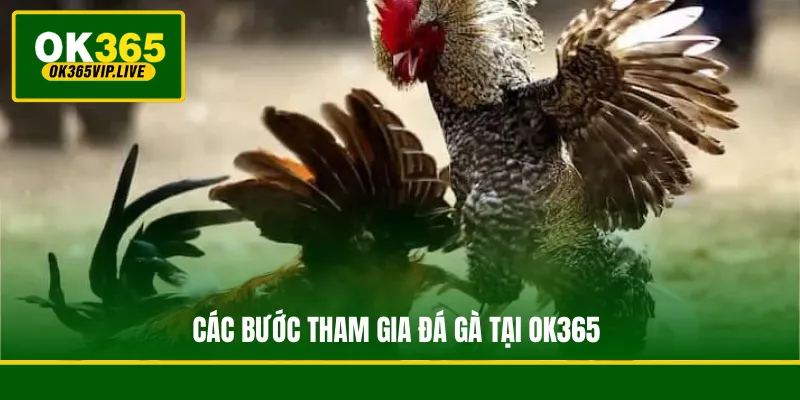 Các bước tham gia đá gà tại OK365