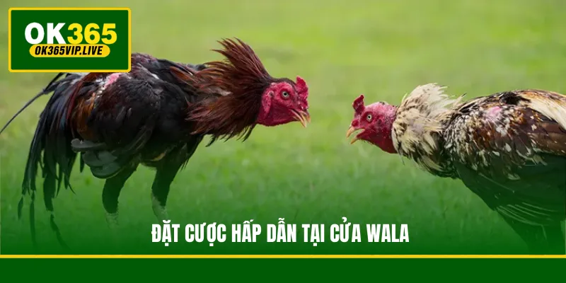 Đặt cược hấp dẫn tại cửa Wala