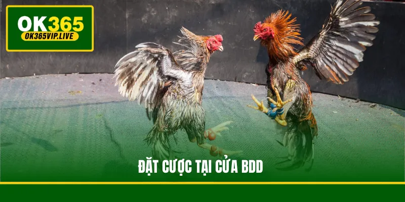 Đặt cược tại cửa BDD