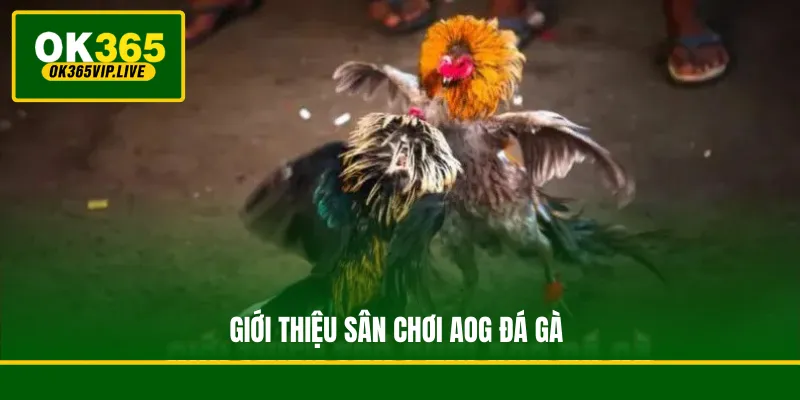 Giới thiệu sân chơi AOG đá gà