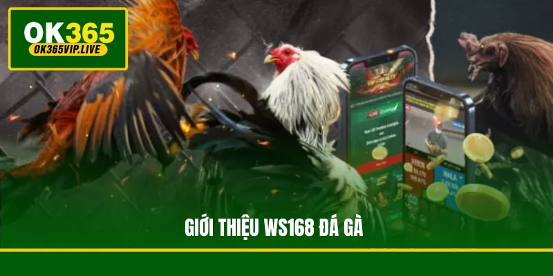 Giới thiệu WS168 đá gà