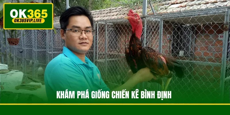 Khám phá giống chiến kê Bình Định