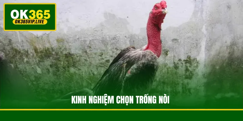 Kinh nghiệm chọn trống nòi
