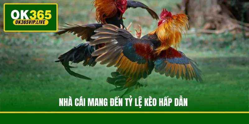 Nhà cái mang đến tỷ lệ kèo hấp dẫn