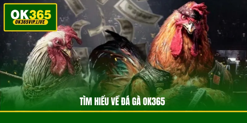 Tìm hiểu về đá gà OK365