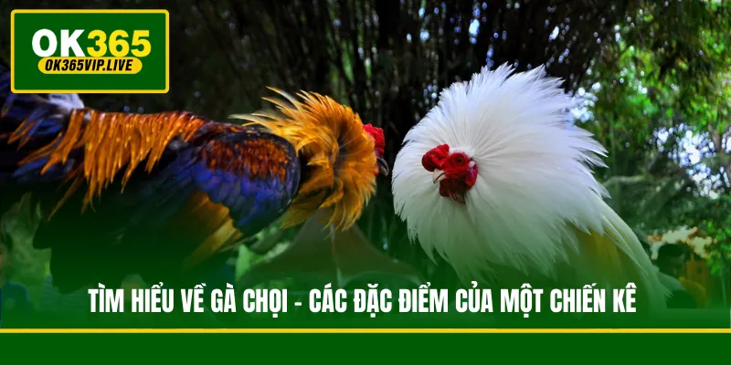 Tìm Hiểu Về Gà Chọi - Các Đặc Điểm Của Một Chiến Kê