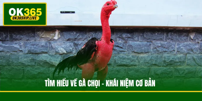 Tìm hiểu về gà chọi - khái niệm cơ bản